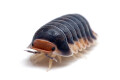 Cubaris sp. Pak Chong